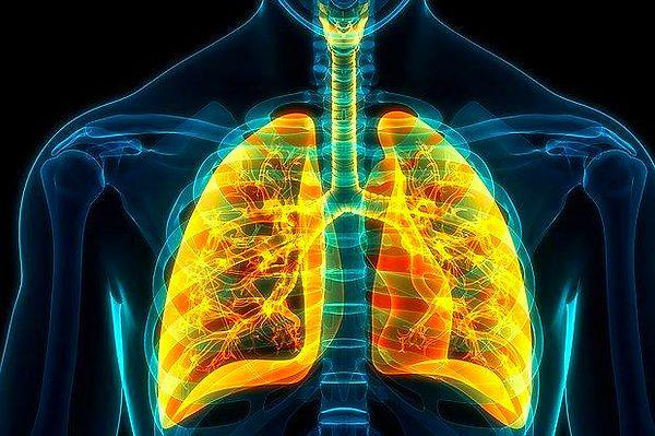 1. İnsanların sağ akciğeri sol akciğere kıyasla daha fazla hava alabilir.