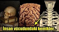 İnsan Vücudu Hakkında Daha Önce Duymadığınız Birbirinden Çarpıcı 25 Tuhaf Gerçek