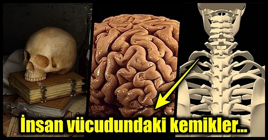 İnsan Vücudu Hakkında Daha Önce Duymadığınız Birbirinden Çarpıcı 25 Tuhaf Gerçek