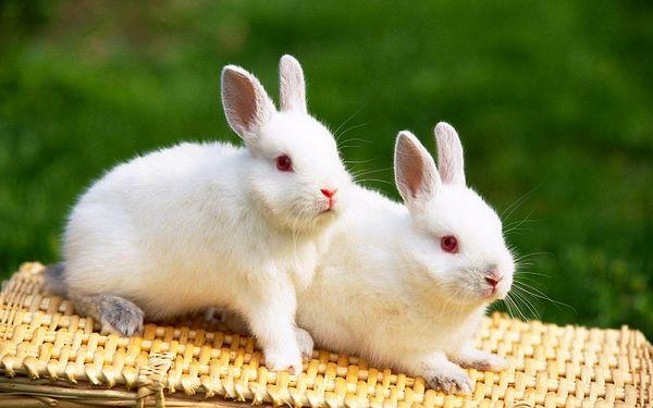 8. Tavşanlar kafalarını oynatmadan etraflarını 360 derece görebilirler.
