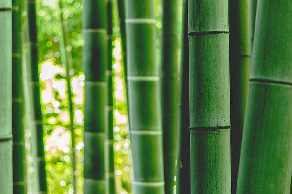 9. Bambu ağaçları o kadar hızlı büyür ki bunu kilometre/saat cinsinden ölçebilirsiniz.