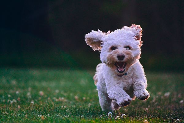 4. "Bir markette çalıştım. Bir müşterinin köpeği marketin önüne ben kasadayken dışkısını yaptı...