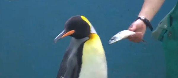 Ancak akvaryumda yaşayan penguenler ve su samurları bu yeni yemleri yemeyi reddettiler!