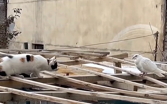 Avına Sinsice Yaklaşan Kedi, Tam Yürekleri Ağızlara Getirecekken Yaptığı Hareket ile Kalpleri Eritti