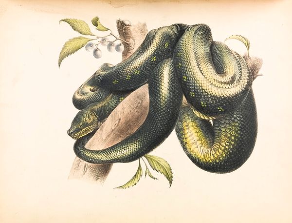 Dönemin inancına göre yılanlar da zehirli olduğu için bu yöntem vücuttaki zehri söküp alarak vebayı iyileştirecekti.