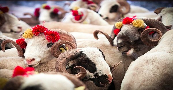 Kurban Bayramı geldi çattı... Herkesin aylardır beklediği bayramda yine yurdum insanı kurbanlar ile olan mücadelesine devam ediyor.