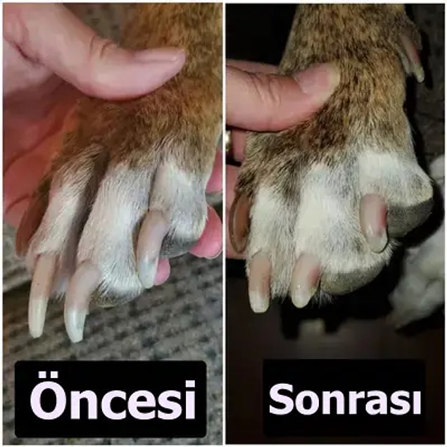 8. Pédicure pour prendre soin des griffes du chien...