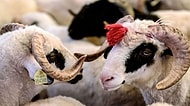 Burçak Yüce Yazio: Kurban Kesilirken Acı Çeker mi?