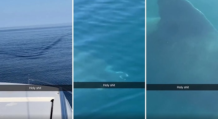 Yanı Başlarından Devasa Bir Balina Köpek Balığı Geçen İnsanların Korku Dolu Anları