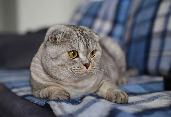 Scottish Fold kedilerin yassı kulakları aslında bir genetik rahatsızlıktır.