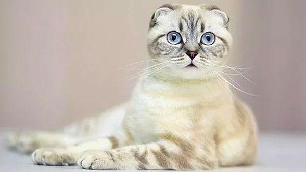 Scottish Fold kedilerin çektikleri eklem ağrılarının bir tedavisi yoktur.