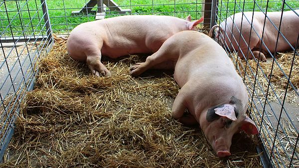 İki domuz kalbi, genetiği değiştirilmiş domuzlar üreten aynı zamanda ayrıca araştırmayı finanse eden biyoteknoloji şirketi Revivicor tarafından sağlandı.