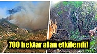 Datça'da Meydana Gelen Orman Yangının Ardından Doğal Alan ve Canlılar Ne Kadar Zarar Gördü?