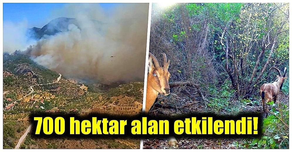 Datça'da Meydana Gelen Orman Yangının Ardından Doğal Alan ve Canlılar Ne Kadar Zarar Gördü?