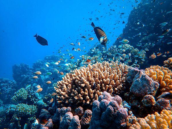 14. Mercanlar yaşayan, nefes alan canlılardır.