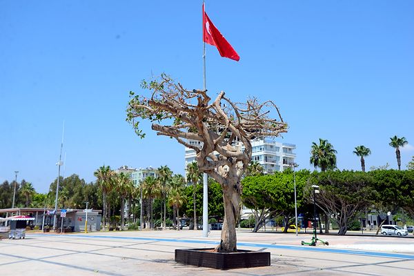 Çevredekilerin ihbarı üzerine bölgeye gelen Orman Bölge Müdürlüğü ekiplerinin yaptığı incelemede ağacın toprakla buluştuğu kök noktasından matkapla 9 delik açıldığı belirlendi.