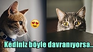 Kedi Sahipleri Buraya: Uzmanlara Göre Kedinizi Yanlış Seviyor Olabilirsiniz!