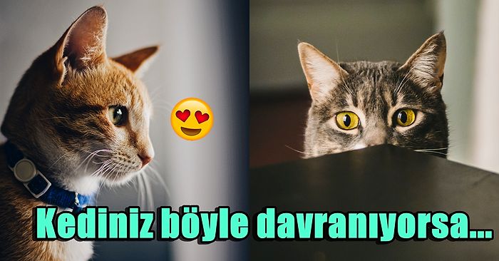 Kedi Sahipleri Buraya: Uzmanlara Göre Kedinizi Yanlış Seviyor Olabilirsiniz!