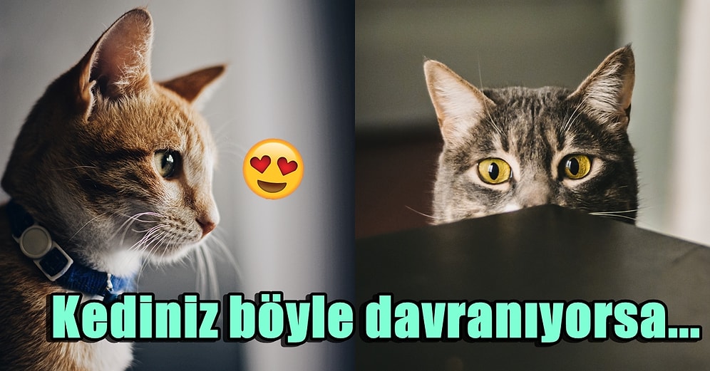 Kedi Sahipleri Buraya: Uzmanlara Göre Kedinizi Yanlış Seviyor Olabilirsiniz!