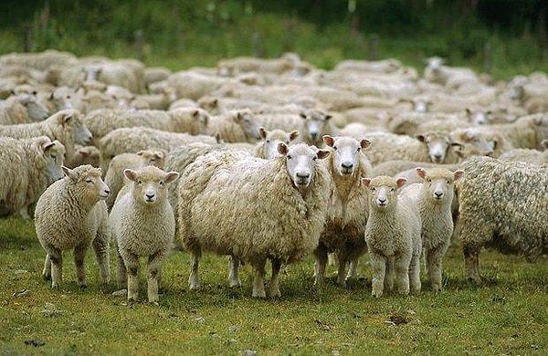 6. Koyunlar hastalandıklarında kendilerine iyi gelecek otu bulup yiyerek kendi kendilerini iyileştirirler.