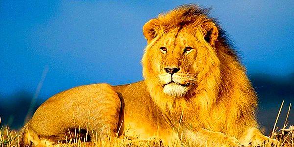 5. Bir erkek aslan gururuna yenik düşerse yavrularını öldürebilir.