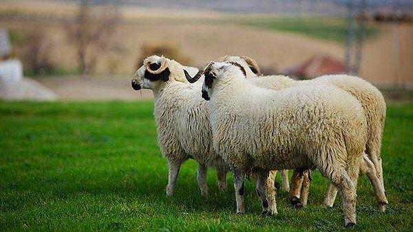 1. Amerika'da 1939 yılında tek bir yıldırım çarpması sonucunda 835 tane koyun ölmüştür.