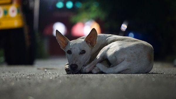 5. Ülkenin sokak köpekleri oldukça insan canlısıdır.