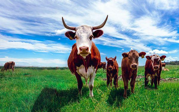7. Ülkenin kuzeyindeki inek sayısı, araba sayısından fazladır.