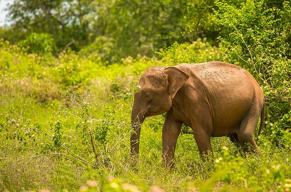 14. Sri Lanka, Asya'nın biyolojik çeşitlilik açısından en zengin ülkelerinden birisidir.