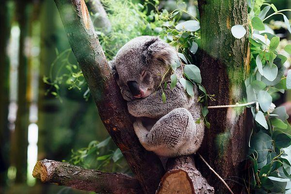 8. Koalalar metabolizma hızlarını yavaşlatmak ve vücut enerjilerini korumak için günde en az 20 saat uyurlar.