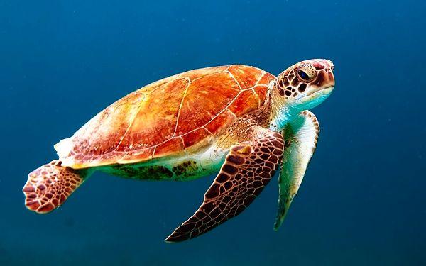 14. Dünyaya gelen her bin deniz kaplumbağasından sadece 1'i olgunluğa ulaşana kadar hayatta kalabilir.