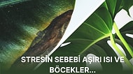 Bilim İnsanları Stres Altındaki Bitkilerin Kendi Ağrı Kesicilerini Üretebildiğini Açıkladı!