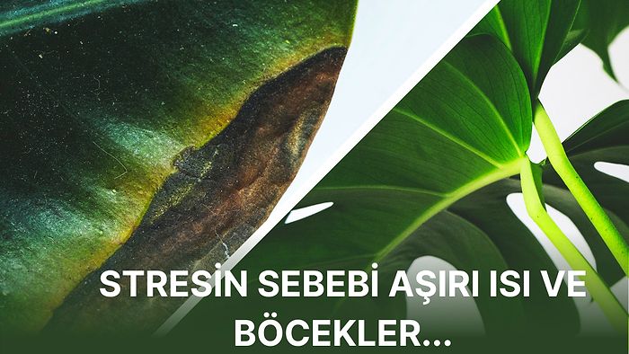 Bilim İnsanları Stres Altındaki Bitkilerin Kendi Ağrı Kesicilerini Üretebildiğini Açıkladı!