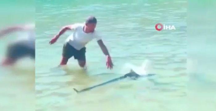 Marmaris'te Bir Kişi Plajda Yüzen Zarganayı Tokatladı: Balığın Öldüğü Aktarıldı...