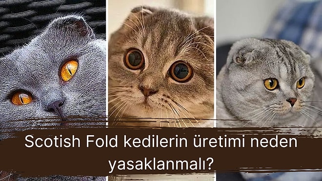 Sevimli Olmalarıyla Görenleri Büyülerken İçlerinde Büyük Acılar Çeken Scotish Fold Kedileri Neden Almamalıyız?