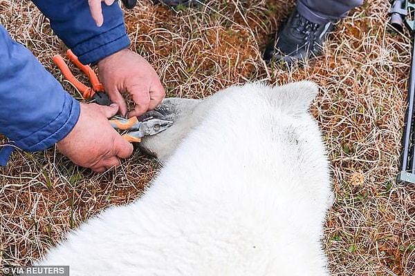 Животному дали успокоительное, а затем ветеринар плоскогубцами снял жестянку.