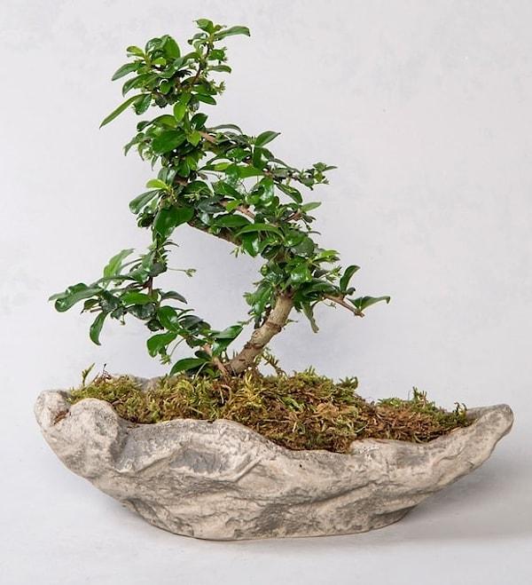 6. Farklı bir bitki türü için zelkova bonsai...