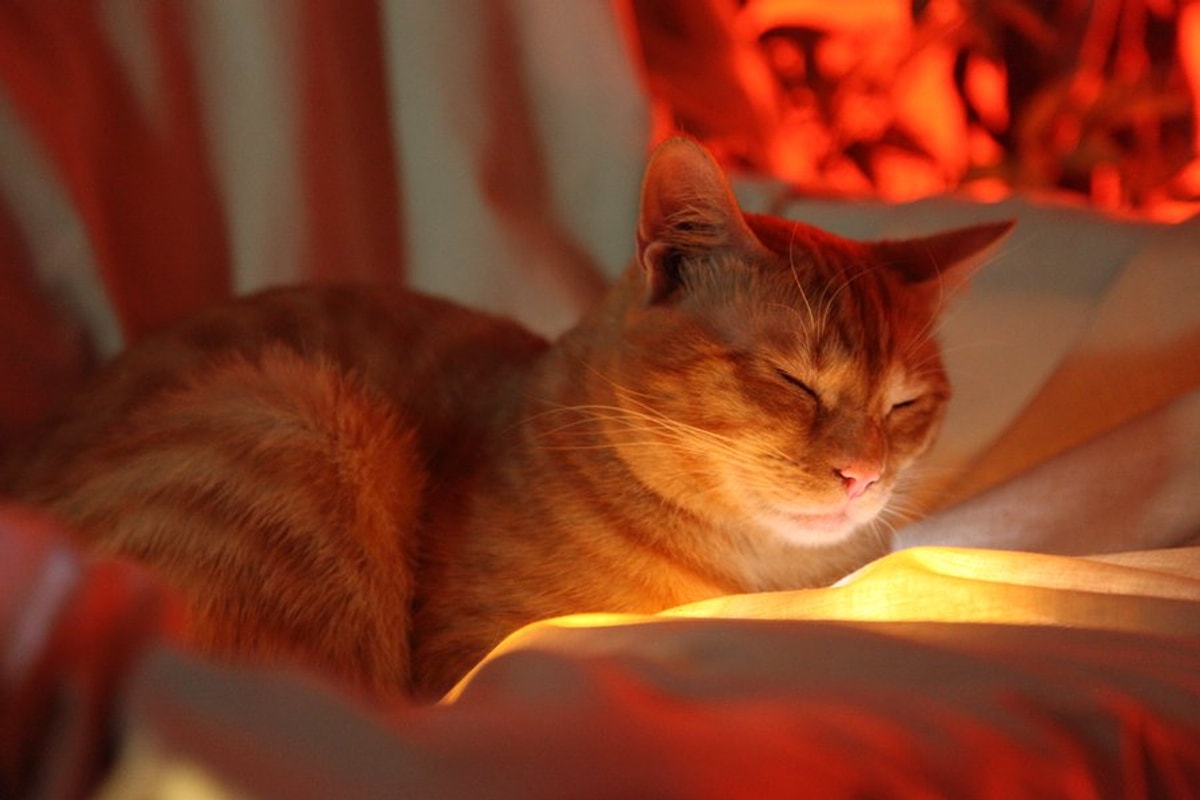 Stray'deki Kedinin Gerçek Hali - Onedio