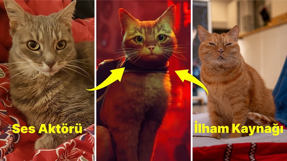 Oyun Dünyasının En Sevimli Aktörleri: Stray'in Ses Aktörü Pisi ve İlham Kaynağı Kedicik ile Tanışın