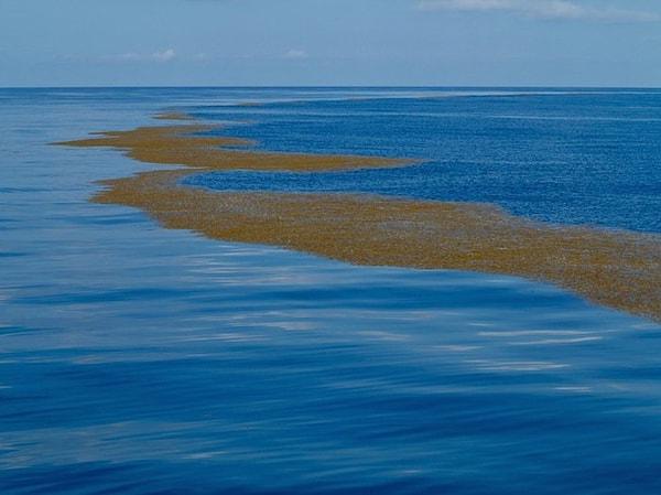 5. Kıyısı olmayan tek deniz: Sargasso Denizi