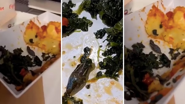 На прошлой неделе во время перелета из Турции в Германию была найдена голова, спрятанная на дне блюда с равиоли и листовой зеленью.