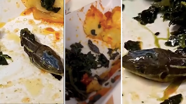 Замаскированная среди зелени голова змеи кажется размером с крупную виноградину и отделена от тела чуть ниже черепа.