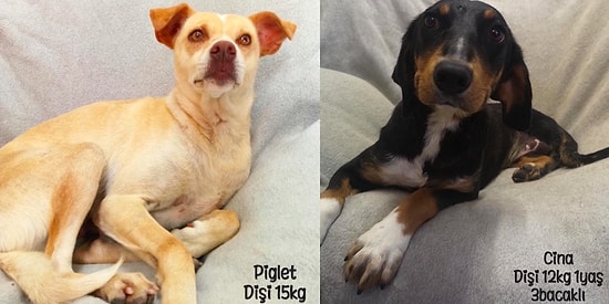 Hayatına Dokunacağınız ve Ömrünün Sonuna Kadar Ona Mutlu Bir Yuva Olacağınız Patili Dostunuzla Tanışın!