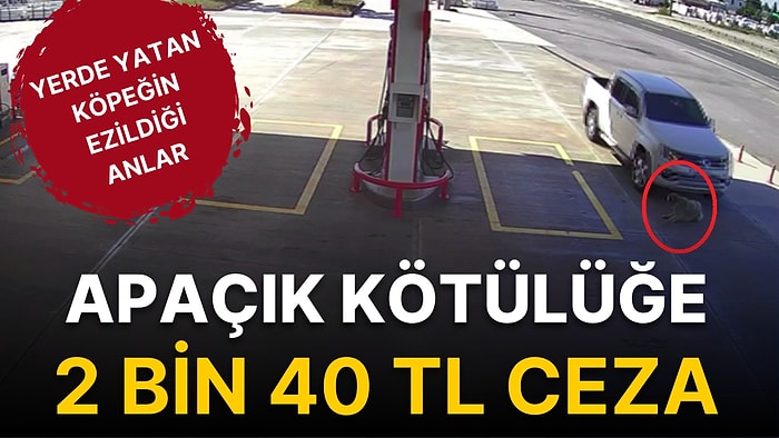 Apaçık Kötülüğe 2 Bin 40 TL Ceza: Yerde Yatan Köpeğin Ezildiği Anlar