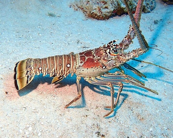 4. Омары фактически бессмертны