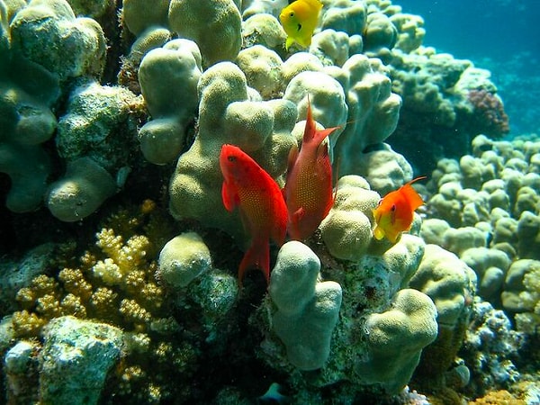 16. Верхние 3 метра океана удерживают столько же тепла, сколько вся наша атмосфера