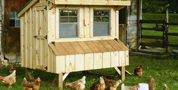 Chicken Coop