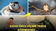 Kuzey Kutbu'nda Kameralara Yakalanan Daha Önce Hiçbir Yerde Görmediğiniz Egzotik Kuş Türleri