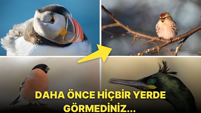 Kuzey Kutbu'nda Kameralara Yakalanan Daha Önce Hiçbir Yerde Görmediğiniz Egzotik Kuş Türleri