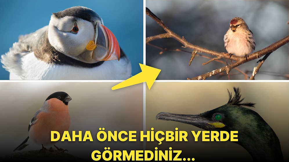 Kuzey Kutbu'nda Kameralara Yakalanan Daha Önce Hiçbir Yerde Görmediğiniz Egzotik Kuş Türleri